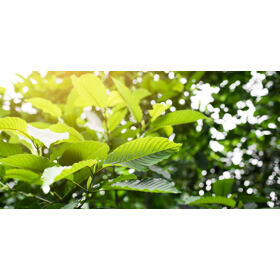 KRATOM ŽLUTÝ